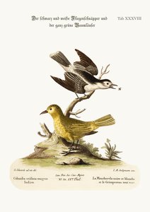 The Black and White Flycatcher ، و All-green Creeper ، 1749-73